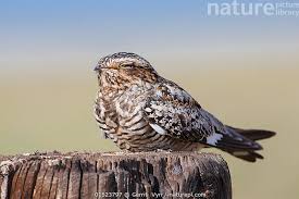 Image result for Chordeiles minor