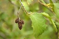 Attēlu rezultāti vaicājumam “Alnus incana fruit”