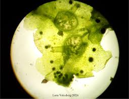 Attēlu rezultāti vaicājumam “Blasia pusilla sporophyte”