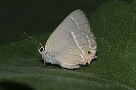 Attēlu rezultāti vaicājumam “Favonius quercus”