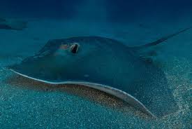 Image result for Bathytoshia centroura