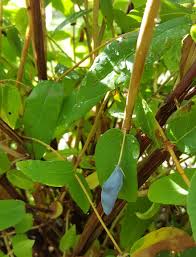 Attēlu rezultāti vaicājumam “Sesleria caerulea fruit”