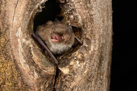 Attēlu rezultāti vaicājumam “Myotis daubentonii”