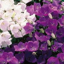 Attēlu rezultāti vaicājumam “Campanula persicifolia leaf”