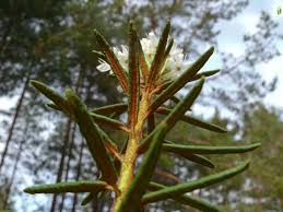 Attēlu rezultāti vaicājumam “Ledum palustre leaf”