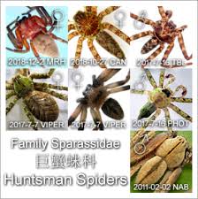 Attēlu rezultāti vaicājumam “Sparassidae”