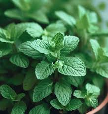 Image result for Mentha piperita