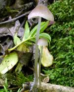 Attēlu rezultāti vaicājumam “Mycena abramsii”