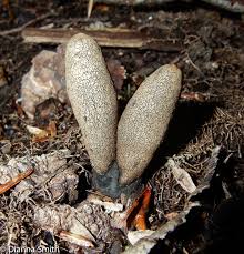 Attēlu rezultāti vaicājumam “Xylaria”