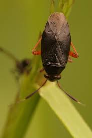 Attēlu rezultāti vaicājumam “Capsus ater”