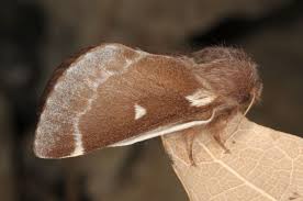 Attēlu rezultāti vaicājumam “Eriogaster lanestris larva”