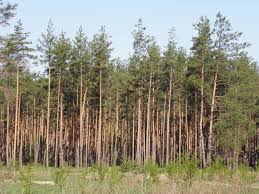Attēlu rezultāti vaicājumam “Pinus sylvestris var. borussica”