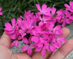 Image result for Dianthus carthusianorum