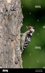 Attēlu rezultāti vaicājumam “Dendrocopos minor”