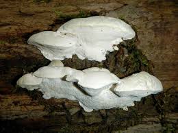 Attēlu rezultāti vaicājumam “Postia tephroleucus”