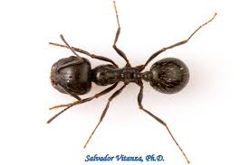 Attēlu rezultāti vaicājumam “Formicidae”