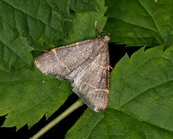 Attēlu rezultāti vaicājumam “Hypsopygia glaucinalis”