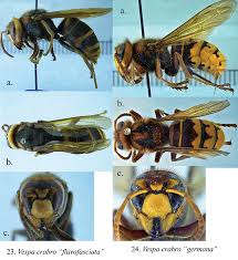 Attēlu rezultāti vaicājumam “Vespa crabro”
