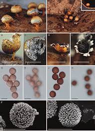 Attēlu rezultāti vaicājumam “Physarum nitens”