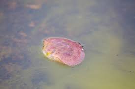 Image result for Cancer borealis