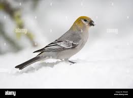 Attēlu rezultāti vaicājumam “Pinicola enucleator adult”