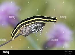 Attēlu rezultāti vaicājumam “Ceramica pisi larva”