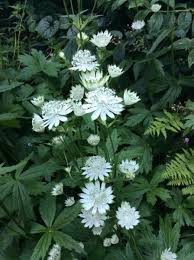 Attēlu rezultāti vaicājumam “Astrantia major”