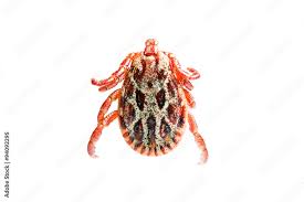 Attēlu rezultāti vaicājumam “Dermacentor reticulatus”