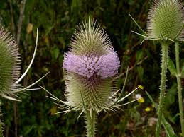 Attēlu rezultāti vaicājumam “Dipsacaceae”