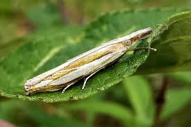 Attēlu rezultāti vaicājumam “Crambus heringiellus”