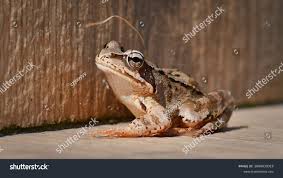 Attēlu rezultāti vaicājumam “Rana temporaria”