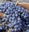 Cabernet Franc - Wikipedia, the free encyclopedia