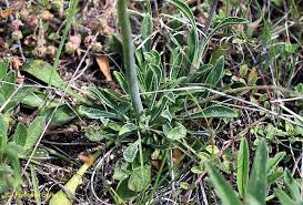 Attēlu rezultāti vaicājumam “Silene otites”