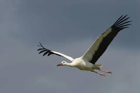 Attēlu rezultāti vaicājumam “Ciconia ciconia juvenile”