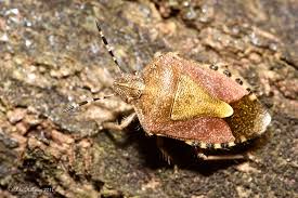 Attēlu rezultāti vaicājumam “Dolycoris baccarum”