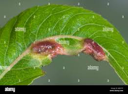 Attēlu rezultāti vaicājumam “Pontania proxima”