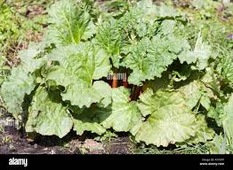 Attēlu rezultāti vaicājumam “Rheum rhabarbarum leaf”