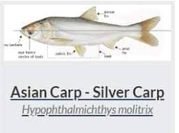 Image result for Cyprinus multitaeniatus