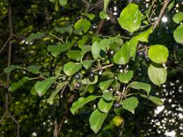 Attēlu rezultāti vaicājumam “Rhamnus cathartica”