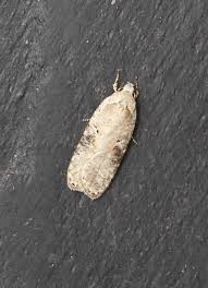 Attēlu rezultāti vaicājumam “Agonopterix alstromeriana”