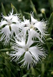 Attēlu rezultāti vaicājumam “Dianthus arenarius”