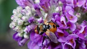 Attēlu rezultāti vaicājumam “Gymnosoma sp.”