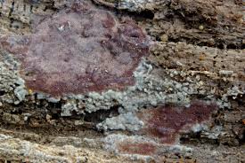 Attēlu rezultāti vaicājumam “Ceriporia excelsa”