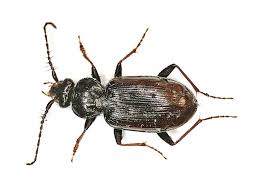 Attēlu rezultāti vaicājumam “Loricera pilicornis”