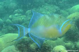 Image result for Balistes vetula