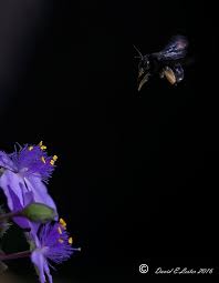 Attēlu rezultāti vaicājumam “Dictenidia bimaculata male”