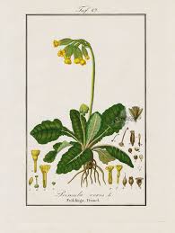 Attēlu rezultāti vaicājumam “Primula veris fruit”