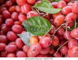 Attēlu rezultāti vaicājumam “Cinna latifolia fruit”