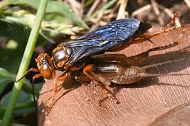 Attēlu rezultāti vaicājumam “Crabronidae”