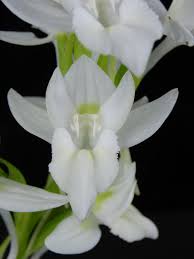 Attēlu rezultāti vaicājumam “Epirranthis diversata”